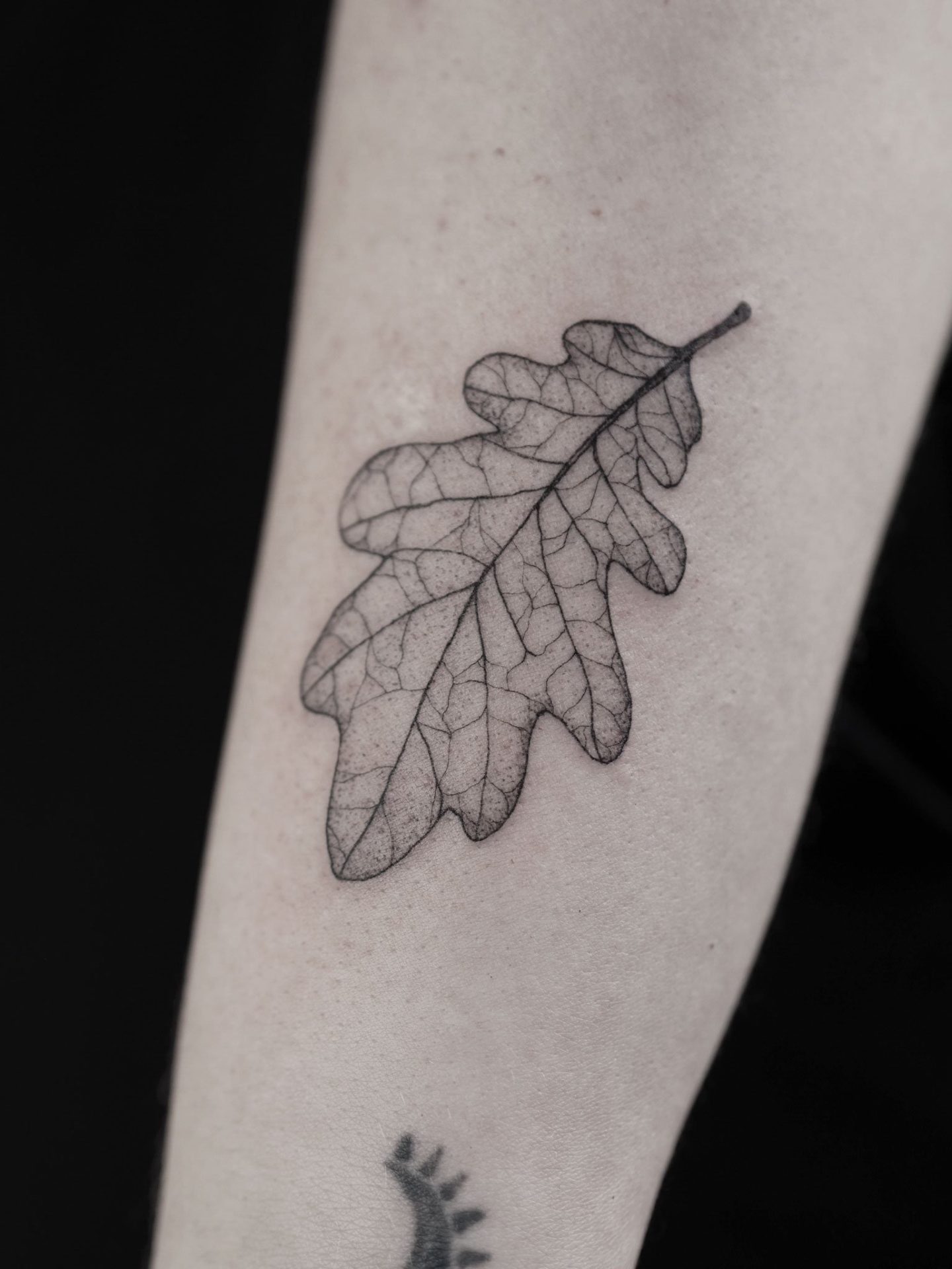 oak-leaf